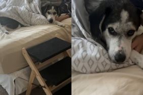 Rescue dog video