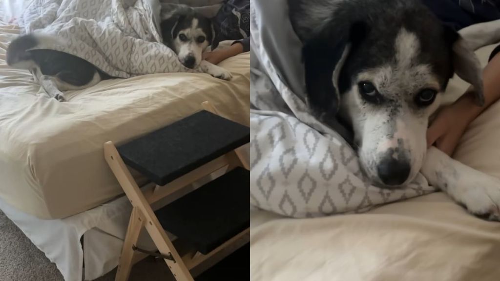 Rescue dog video