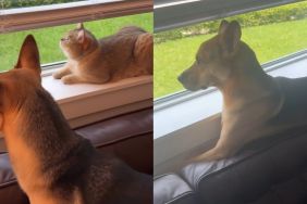 rescue puppy cat video