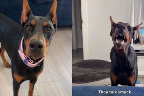 dog talking video