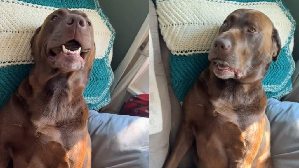 Labrador wood chip video