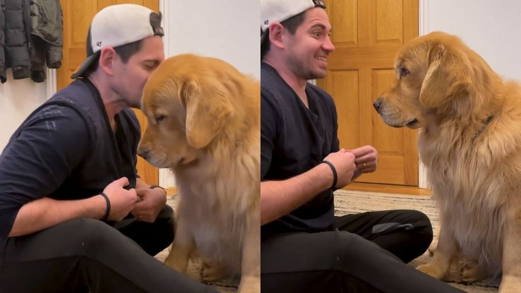 Owner Tricks Golden Retriever To Kiss Him in Adorable Video
