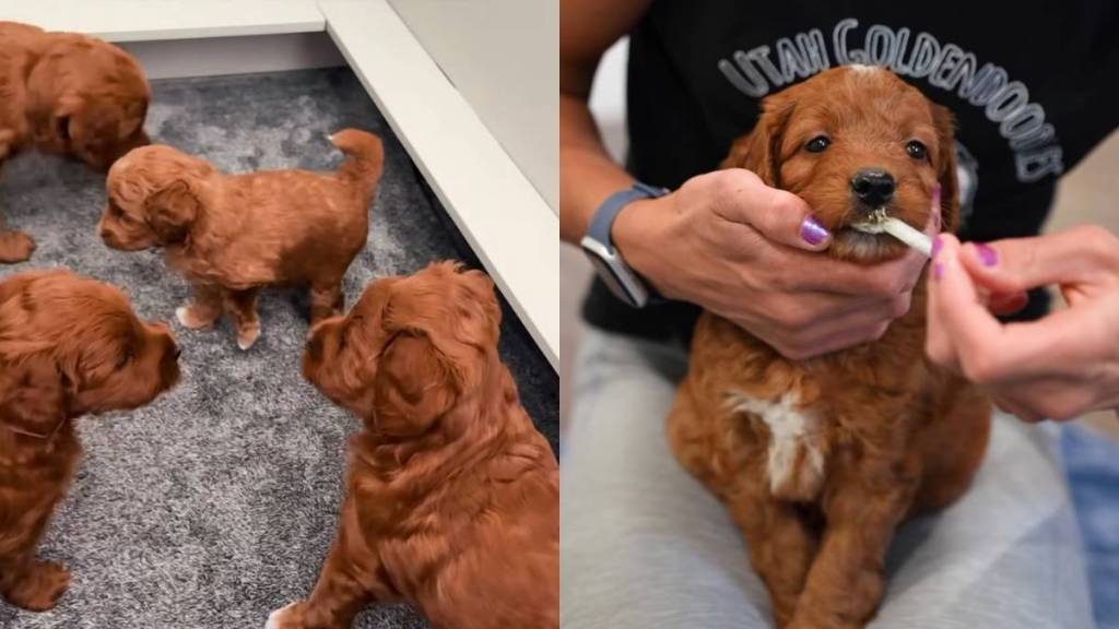 Goldendoodle puppy video