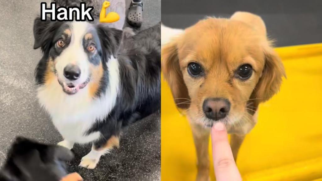 dog human names video