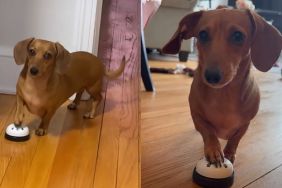 Dachshund bell video