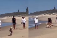 Dog beach video