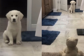 Puppy teddy bear video