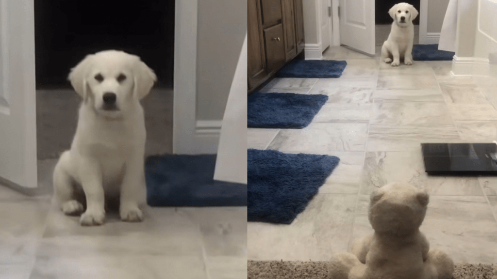 Puppy teddy bear video