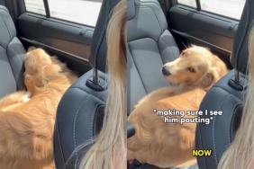 Golden Retriever pup cup video