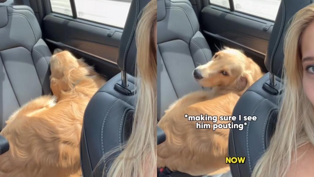 Golden Retriever pup cup video