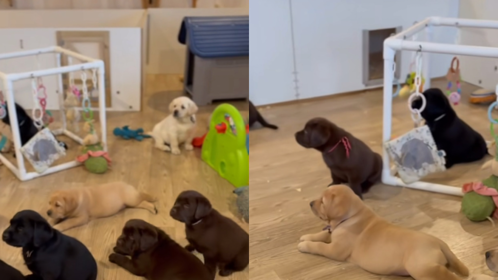 Baby Labradors video