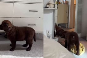 Labrador puppy mirror video