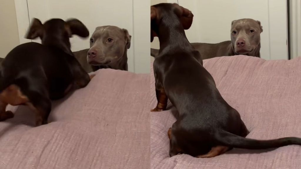 dog sibling video