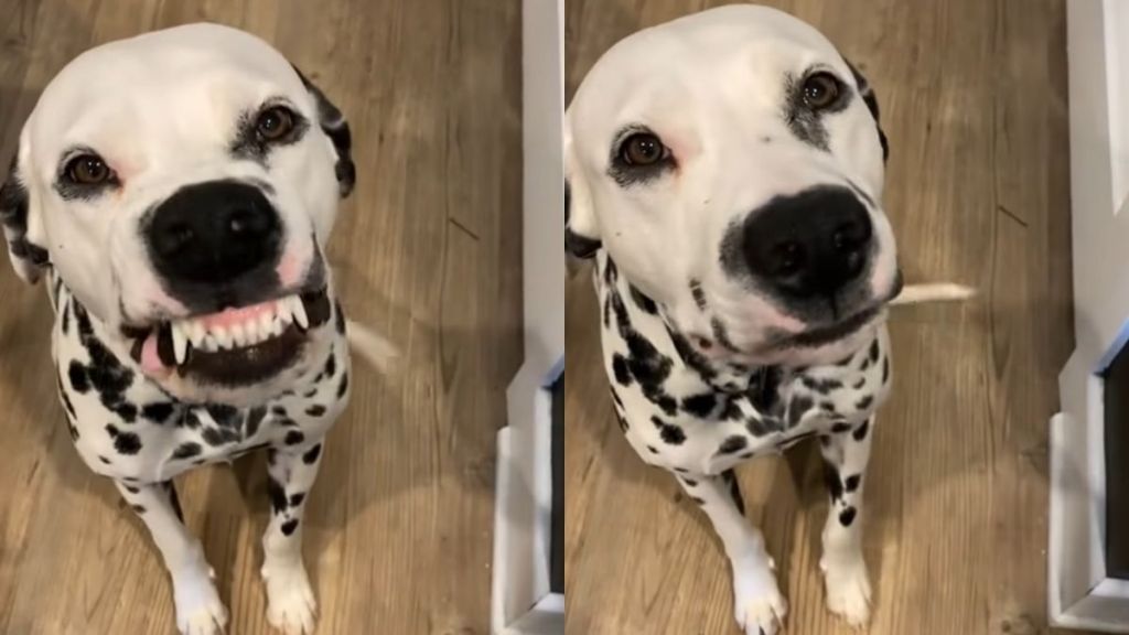 dog model face smile video
