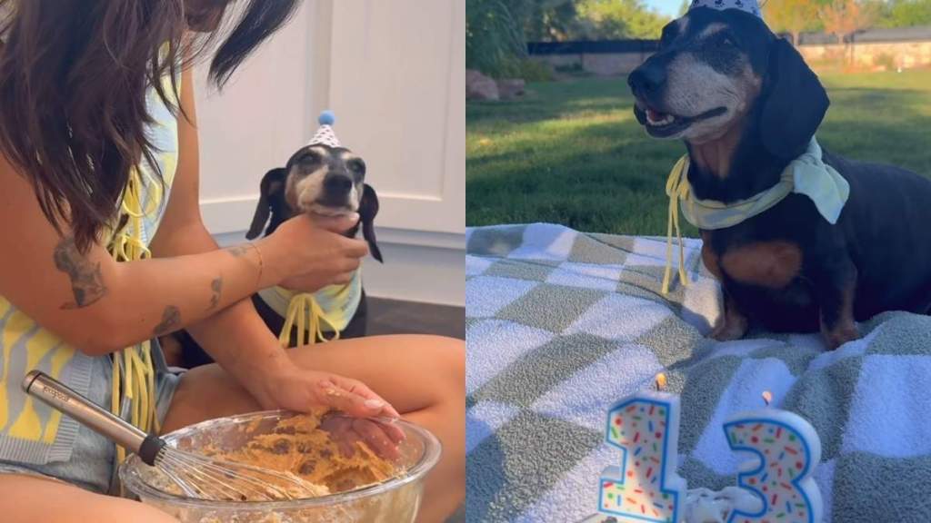 senior Dachshund birthday video
