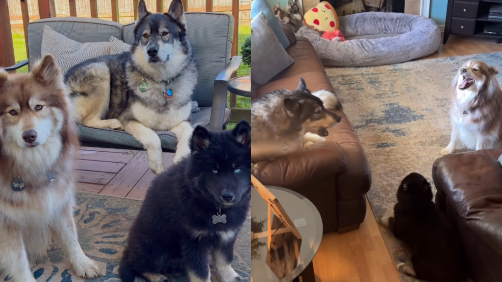 Dogs puppy video