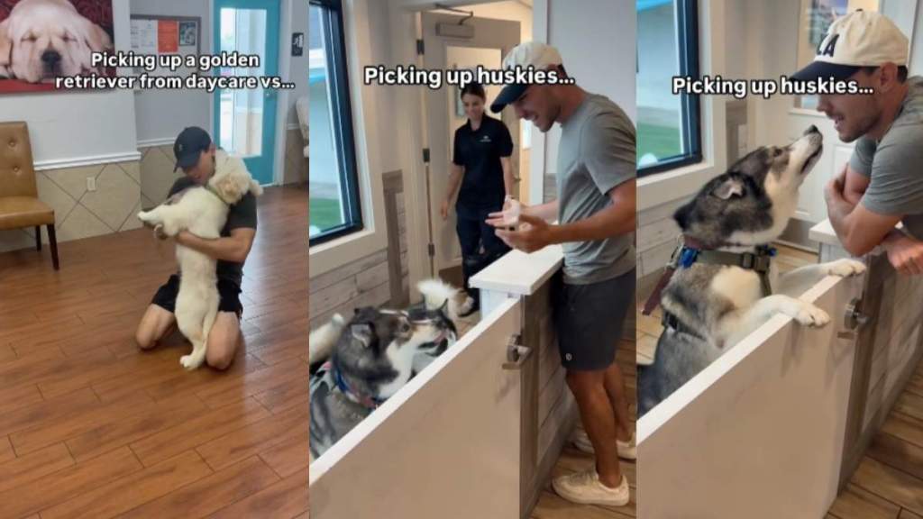 Dogs daycare video
