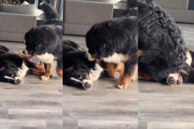 Dog sibling video