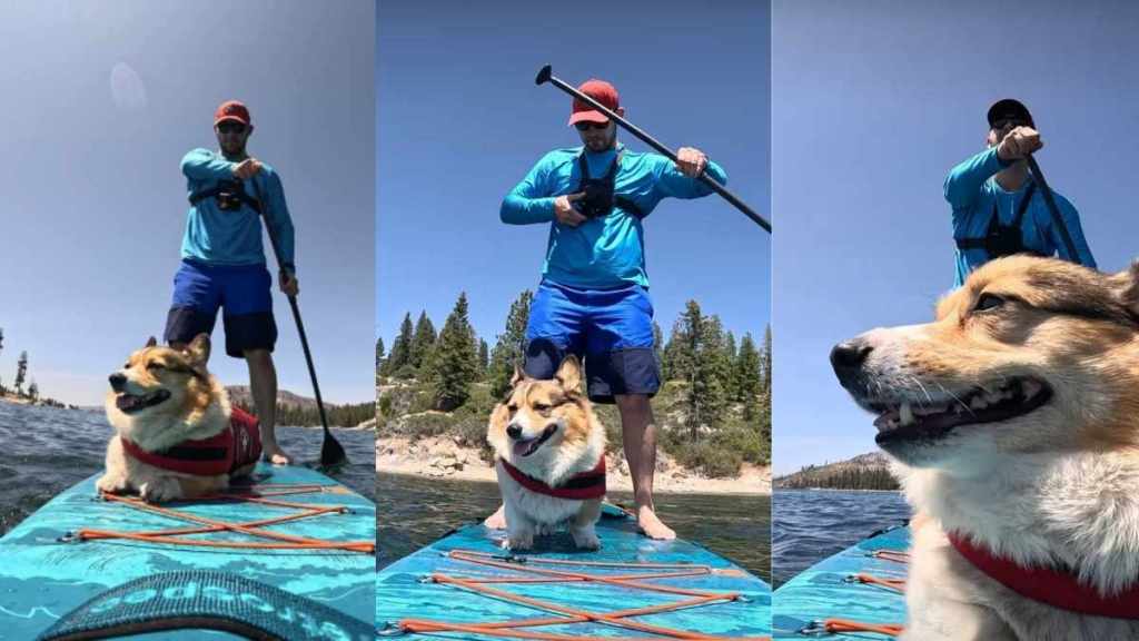 Corgi paddleboarding video