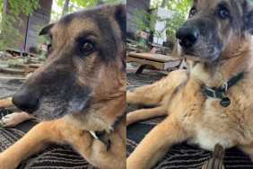 Dog peanut thief video