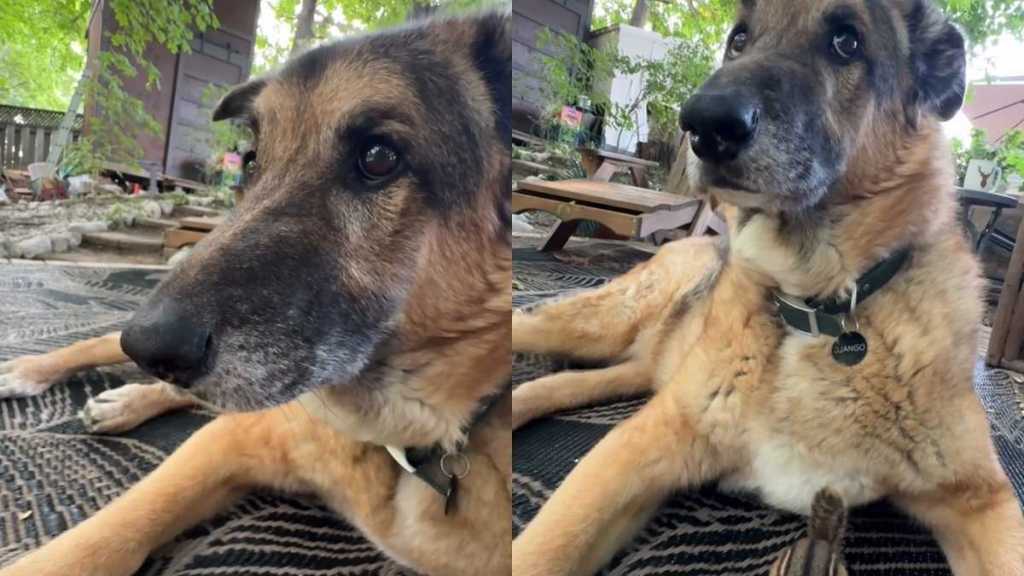 Dog peanut thief video
