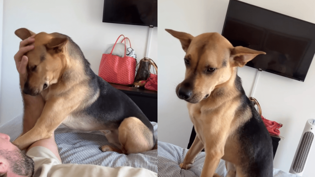 rescue puppy moving house video