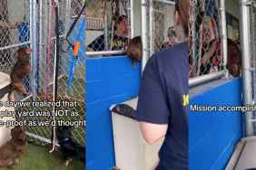 Dachshund rescue video