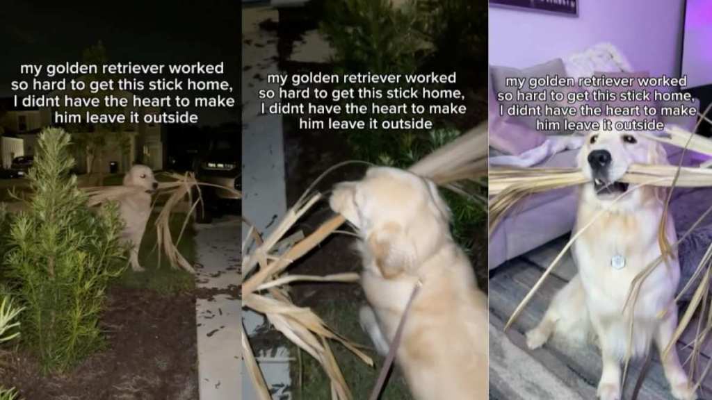 Dog stick video