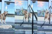Golden Retriever pup cup video