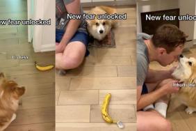 Corgi banana video