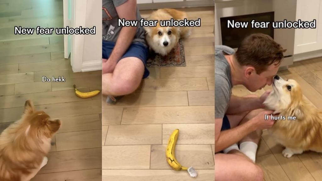 Corgi banana video