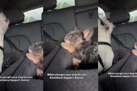 Frenchie emotional support animal video