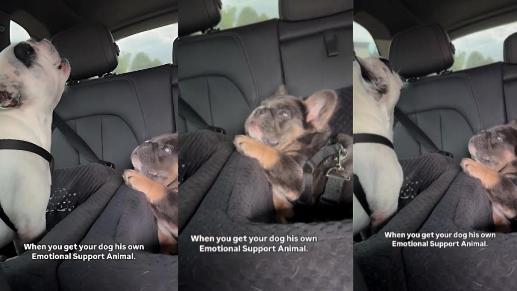 Frenchie emotional support animal video
