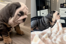 Bulldog side eye video
