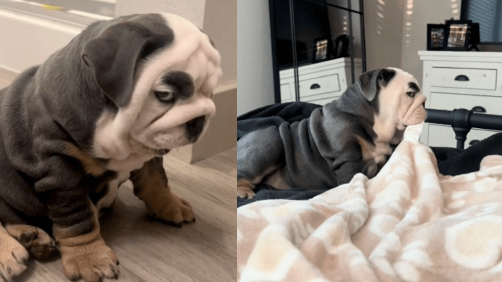 Bulldog side eye video