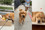 Dog finds a box full of toys on his walk.