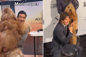 Goldendoodle celebrity meetups video