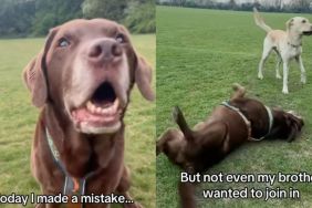 Dog makes a mistake and it somehow affects sibling too in video