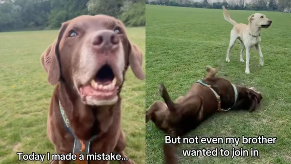 Dog makes a mistake and it somehow affects sibling too in video