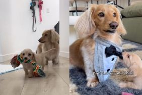 Owner shares dog's life as 'second child' of household in video