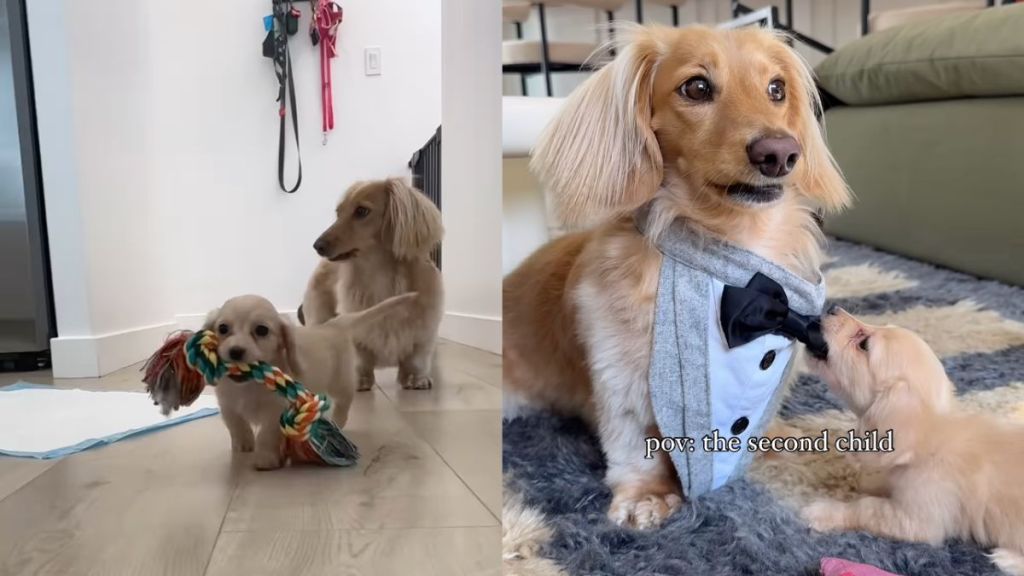 Owner shares dog's life as 'second child' of household in video