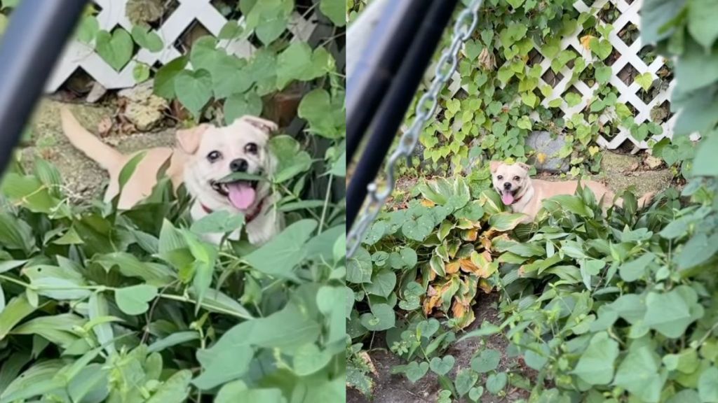 Foster dog gives the biggest smile while exploring nature in video