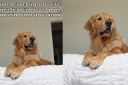 Golden Retriever can't keep calm over making new realization in video