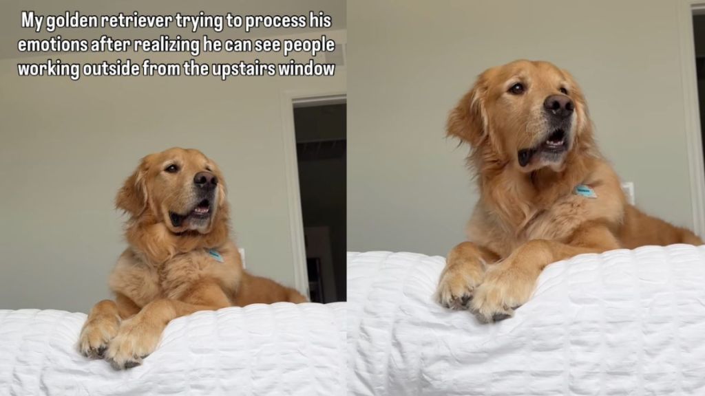 Golden Retriever can't keep calm over making new realization in video