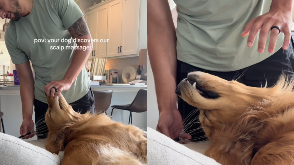 Golden Retriever is completely engrossed as dad uses 'scalp massager' on him in video