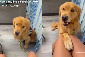 Service dog gets concerned for owner during blood test in video
