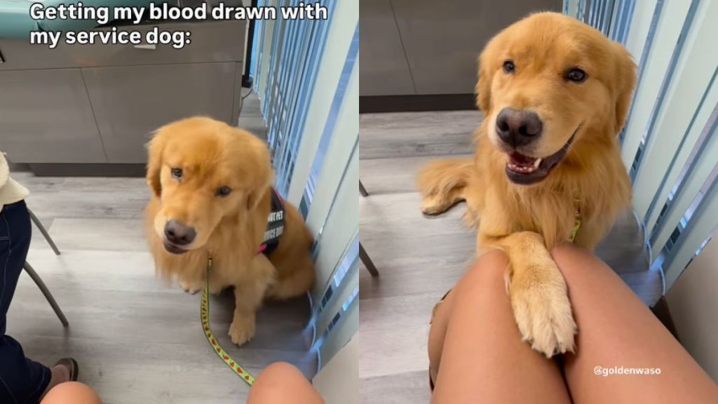 Service dog gets concerned for owner during blood test in video