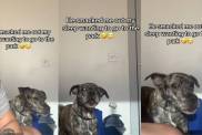 Video: Dog Talks 'Smack' After Owner Says No to Walk in the Park