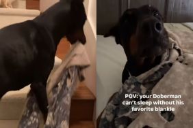Video: Dog Dragging His Torn Blankie All the Way to Bed Melts the Internet