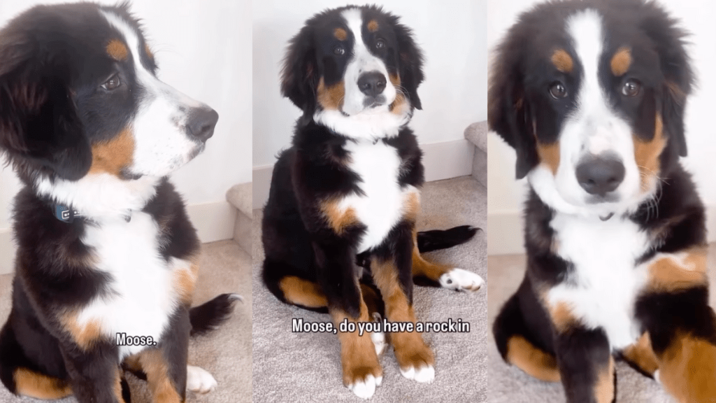 Video: Puppy Sneaks a Rock Into the House, Gets Caught, then Does This to Hide It
